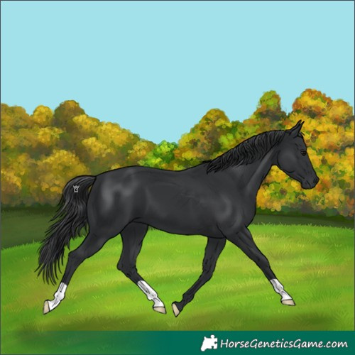 Horse Color:Black 