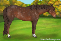Horse Color:Liver Chestnut Snowflake Varnish Rabicano 