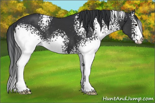 Horse Color:White Spotted Black