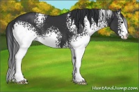 Horse Color:White Spotted Black 