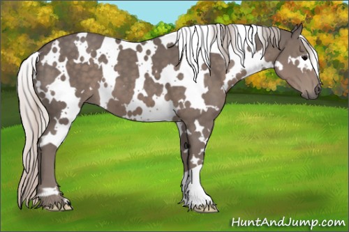 Horse Color:White Spotted Silver Black 