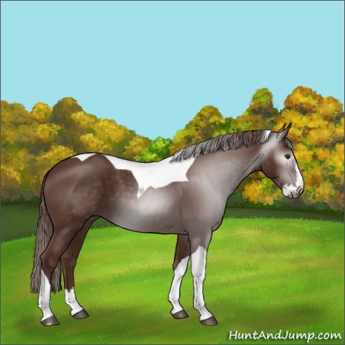Horse Color:Gray Chestnut Splash Tobiano 