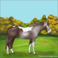 Horse Color:Gray Chestnut Splash Tobiano 