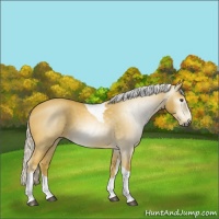 Horse Color:Gray Palomino Splash Tobiano 