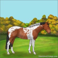 Horse Color:Bay Tobiano Rabicano