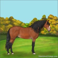 Horse Color:Brown 