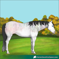 Horse Color:White Spotted Black Ice Splash 