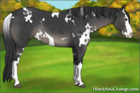 Horse Color:White Spotted Black Splash Rabicano