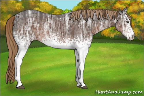 Horse Color:White Spotted Liver Chestnut Ice Rabicano