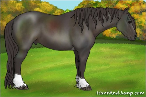 Horse Color:Smoky Black Tobiano 