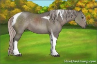 Horse Color:Silver Black Sabino Tobiano Rabicano 