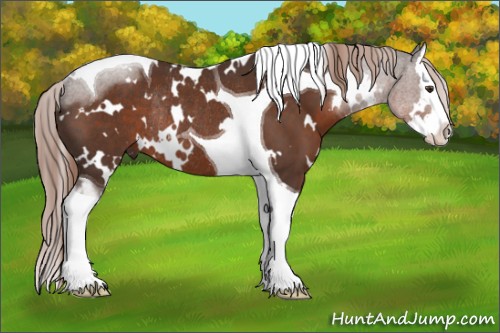 Horse Color:White Spotted Liver Chestnut Splash Tobiano Rabicano 