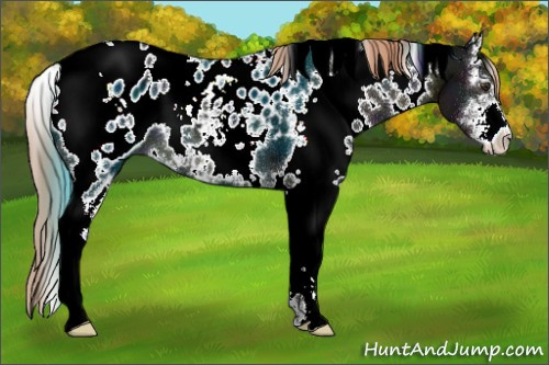 Horse Color:White Spotted Midnight Liver Chestnut Ice Sabino Appaloosa 