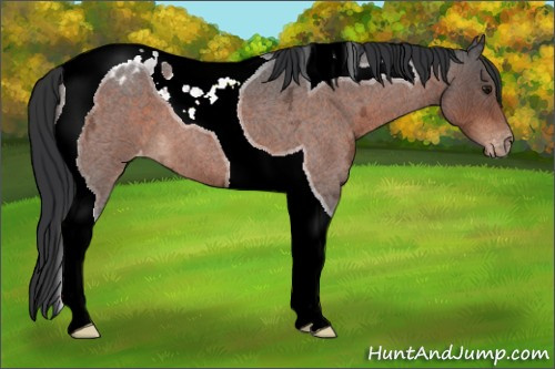 Horse Color:Brown Ice Roan Tobiano Appaloosa 