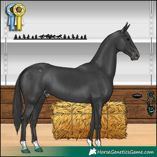 Horse Color:Black Appaloosa 