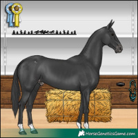 Horse Color:Black Appaloosa 