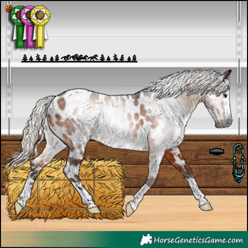 Horse Color:Gray Silver Bay Appaloosa 