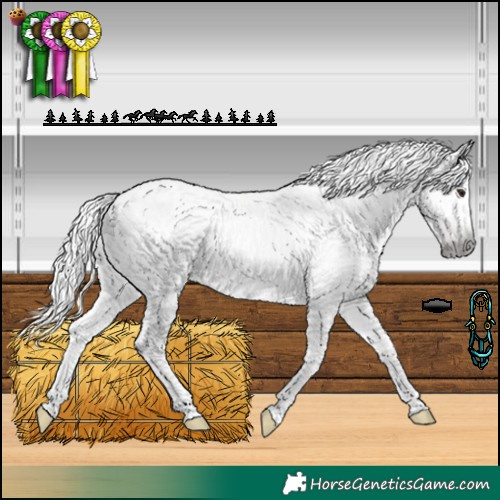Horse Color:Gray Silver Bay Near Leopard 
