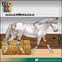 Horse Color:Gray Silver Bay Appaloosa 