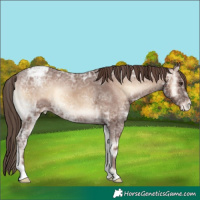 Horse Color:Red Onyx Ice Appaloosa