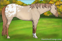 Horse Color:Red Dun Appaloosa 