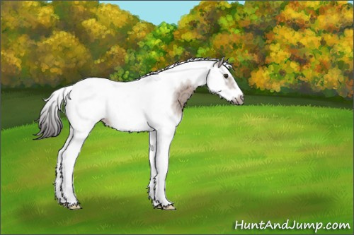 Horse Color:Bay Ice Splash Tobiano Frame 