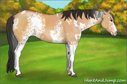 Horse Color:White Spotted Bay Dun 