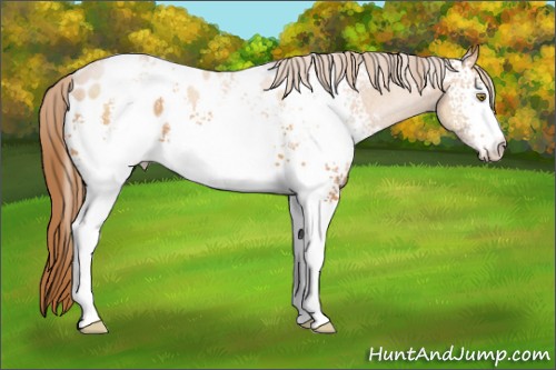 Horse Color:White Spotted Brown Pearl Appaloosa 