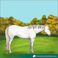 Horse Color:Perlino Roan Dun 