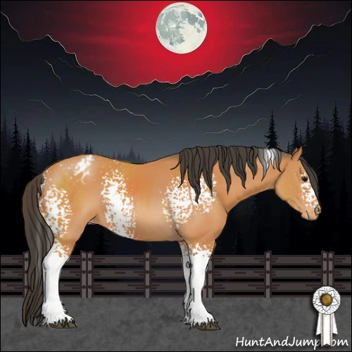 Horse Color:White Spotted Bay Appaloosa 
