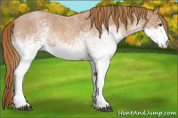 Horse Color:White Spotted Red Roan 