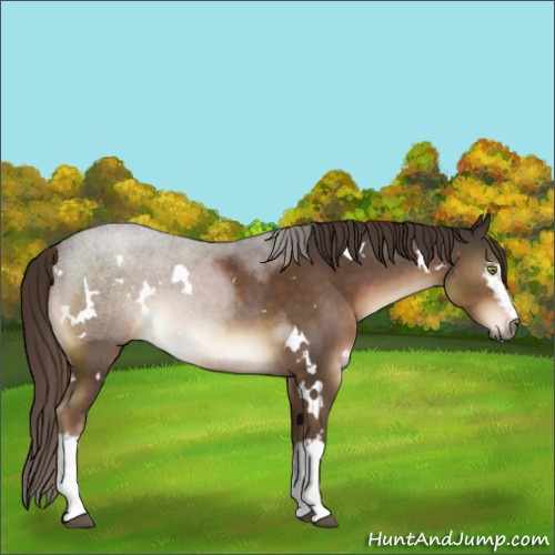 Horse Color:White Spotted Liver Chestnut 