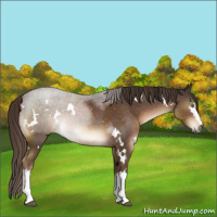 Horse Color:White Spotted Liver Chestnut 