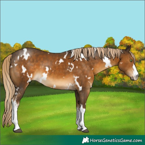 Horse Color:White Spotted Chocolate Palomino 