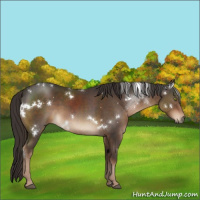 Horse Color:White Spotted Liver Chestnut 