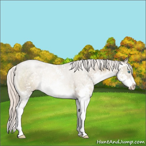Horse Color:Chocolate Palomino Pearl Sabino 
