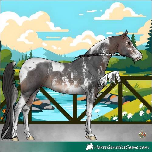Horse Color:Brown Sabino Tobiano Rabicano