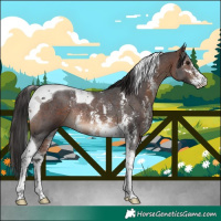 Horse Color:Brown Sabino Tobiano Rabicano 