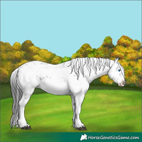 Horse Color:Black Frame 