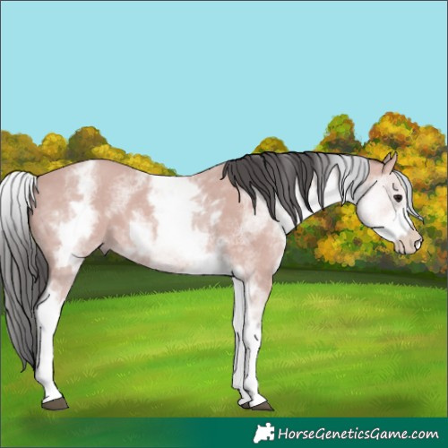 Horse Color:Platinum White Spotted Bay 