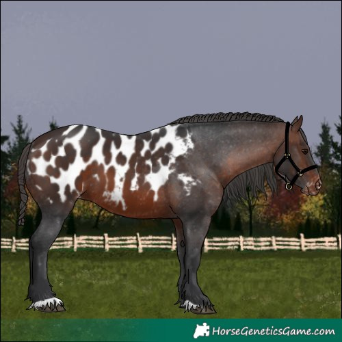Horse Color:Brown Appaloosa 