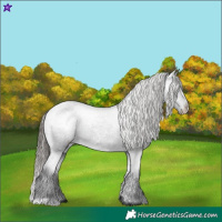 Horse Color:Black Appaloosa Rabicano 
