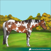 Horse Color:White Spotted Brown 
