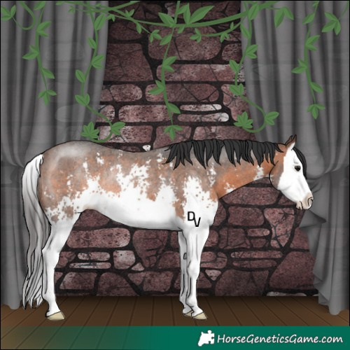 Horse Color:Brown Sabino Splash Rabicano 