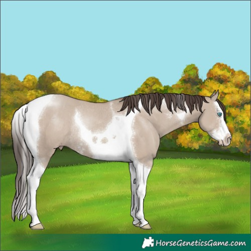 Horse Color:Classic Champagne Dun Sabino Splash Tobiano Rabicano