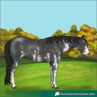 Horse Color:Gray White Spotted Black Rabicano 