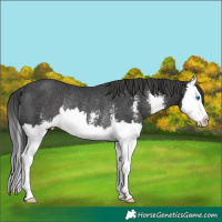 Horse Color:Black Sabino Splash Rabicano 