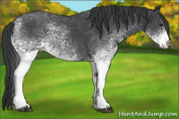 Horse Color:White Spotted Blue Roan 