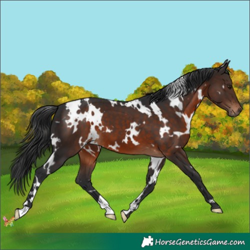 Horse Color:White Spotted Brown 