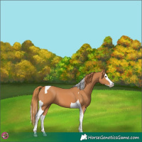Horse Color:Chestnut Splash Tobiano